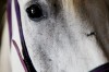 083110.Horses5.jpg