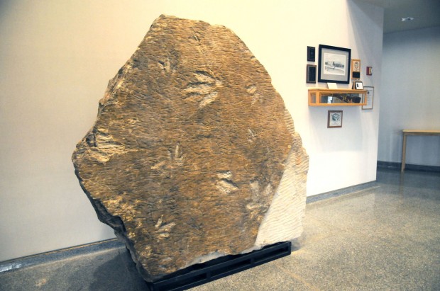 dinosaur tracks museum