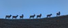 Spring Creek Chronicles: Black Hills producing mildly peculiar winter