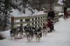 Mushing a hit at Winterfest