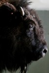 020710.BuffaloSale3.jpg