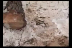 Partners team up to reduce mountain pine beetle in the Northern Hills and Black Hills National Forest