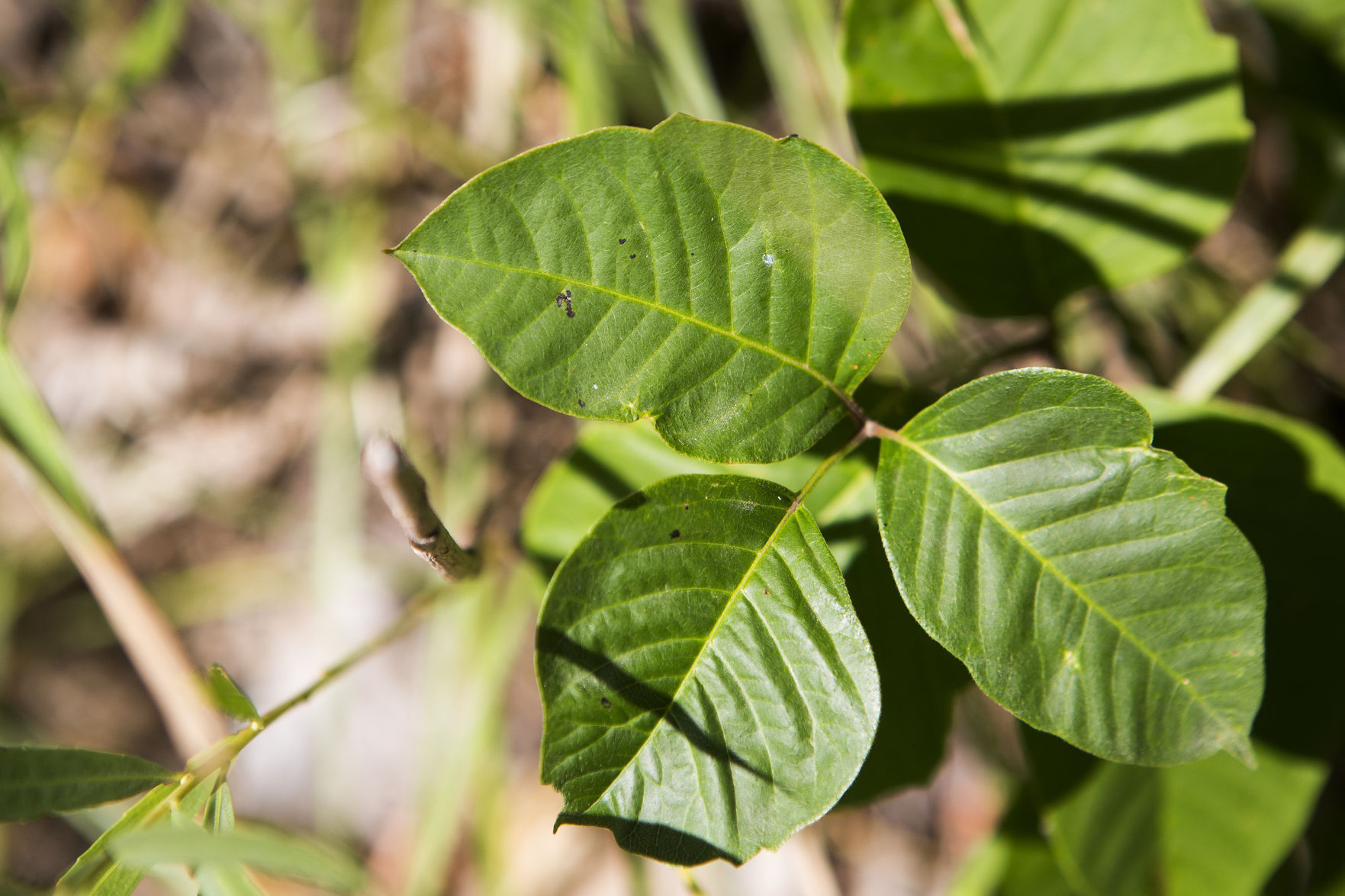 black spot poison ivy