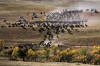 Record crowd watches Custer State Park buffalo roundup