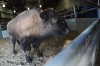 Fewer buffalo, higher prices from past years mark stock show auction