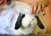 082610.BunnyFashion3