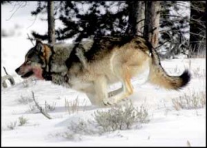 Wolf numbers up 8 percent in Montana in 2010
