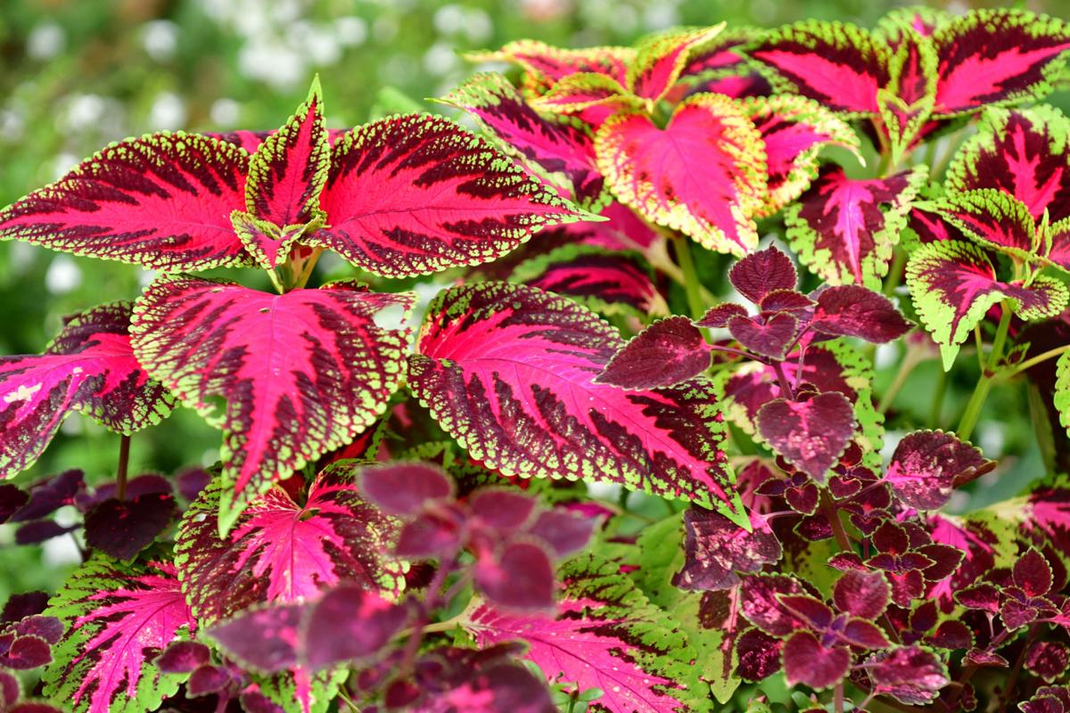Dirty Fingernails Can I grow coleus from seed? Home and