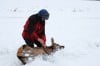 Elk study: Researchers capture, tag elk calves to document herd dynamics 