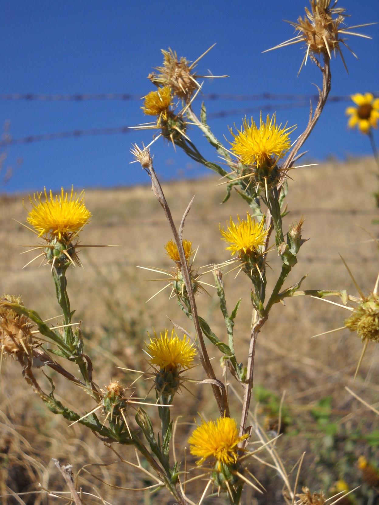 It Is Important To Catch New Invasive Weeds Early | Home And Garden ...