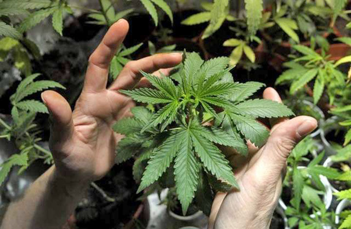 Marijuanapackaging com coupon code
