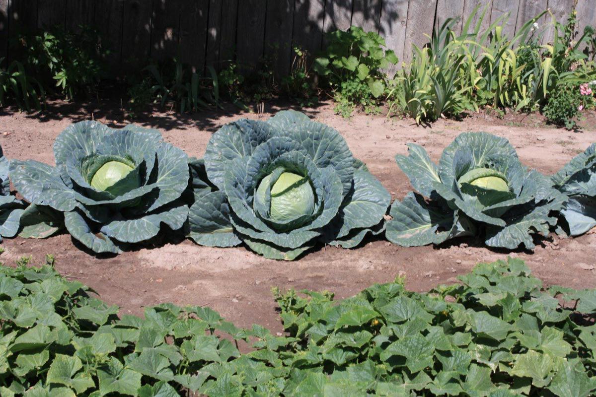 Growing cabbages and carrots Columns