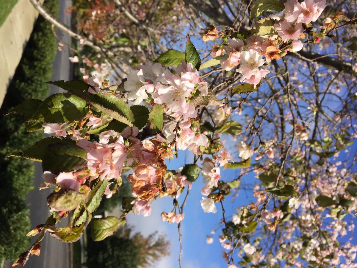 trees blooming in fall community richmondregister com trees blooming in fall community richmondregister com