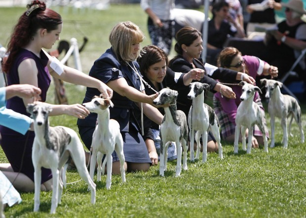 Dogs strut their stuff at Ryon ...