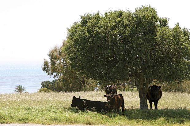 Hollister Ranch co-op specializes in grass-fed beef