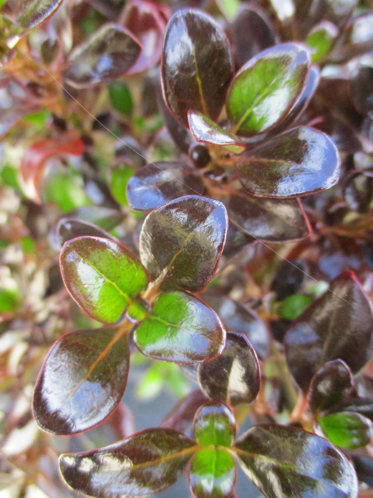 Highlight Mirror plant Tony Tomeo