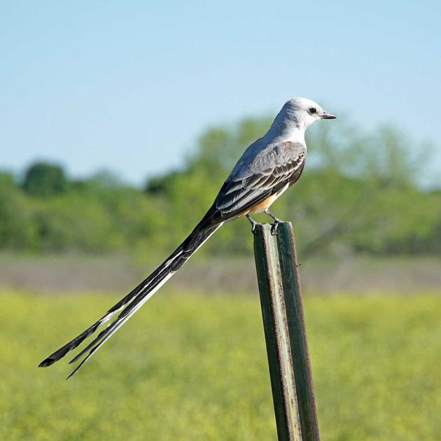 White Tailed Birds Letters White Tailed Birds Letters
