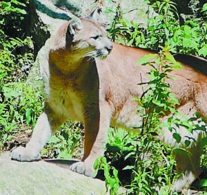 test4Cougar spotted in Keene?  