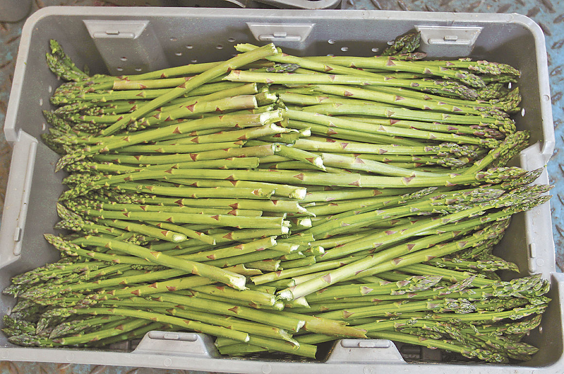 Asparagus price remains the same for 2017 News