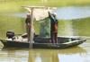 Ben Molitor, a DNR summer helper, Joe Mickevich, Department of Natural Resources fisheries technician, and Jody Johnston, a hatchery technician, empty a fyke net while harvesting walleye from the Mason County Walleye Pond Tuesday. The first day the DNR collected more the 202,000 walleye. The group will be back today to continue the harvest.