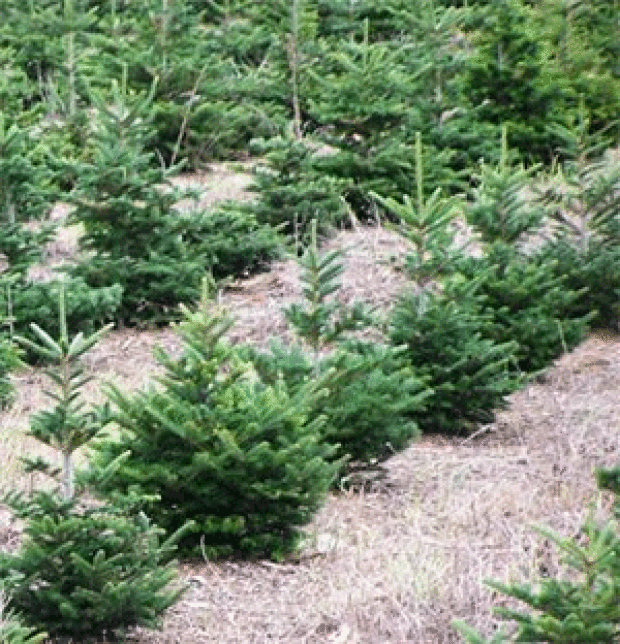 Yard and Garden: Buying and Caring for a Real Christmas Tree