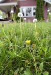 Unwanted growth: Dandelions flourishing in Siouxland yards