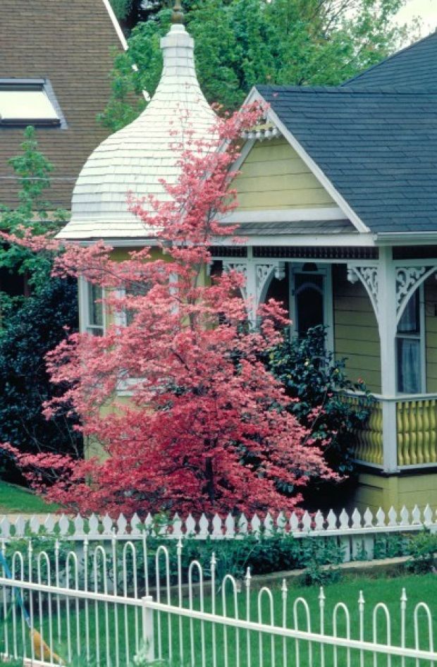 Small accent trees pack a big punch