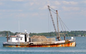 Oyster restoration