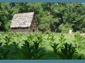 colonial tobacco farming