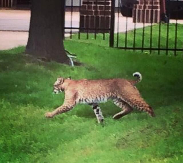 Bobcat Of Mckinney