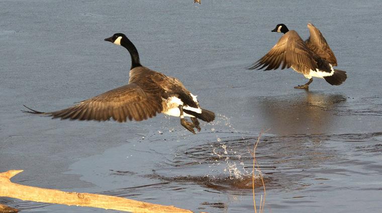 LIFE AT BOOMER LAKE: Quick thaw makes life easier at Boomer Lake - Stillwater News Press