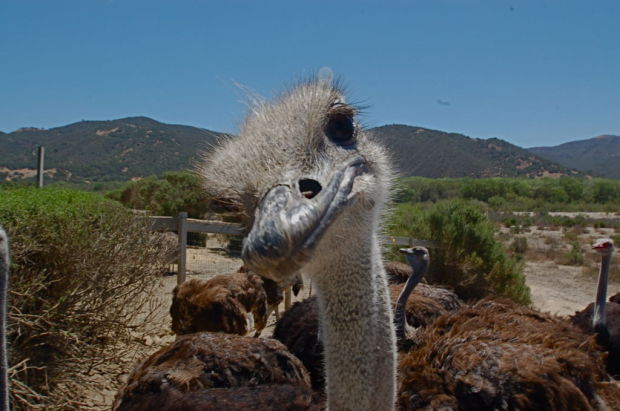 Ostrich-1