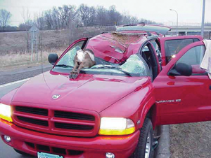 Deer vs. car - Tri-County Times: News For Fenton, Linden ...