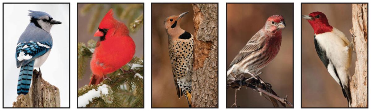 Common winter birds in Michigan and what they like to eat - Tri-County
