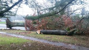 Windstorms blasts into Cowlitz County