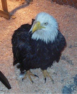What happened to ...? America the eagle returned to the wild