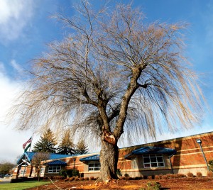 Historic Barnes Elementary willow tree to be cut down