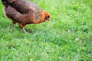 How to keep your backyard chickens — and you — healthy and safe
