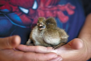 News Photo: Seeing double