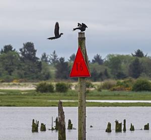 Corps of Engineers resumes cormorant removal