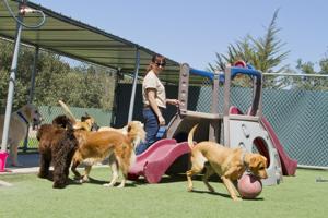Follow these tips to find best day care fit for your pup