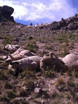 Sheep pile