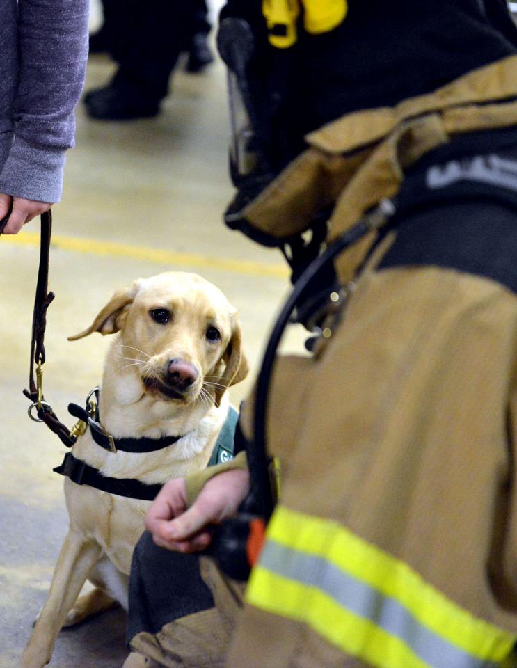 how to a guide for the blind guide dogs for the blind the eagle gallery how to a guide for the blind guide dogs for the blind the eagle gallery