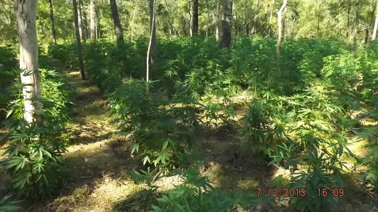 Authorities seeking growers after more than 18,000 marijuana plants