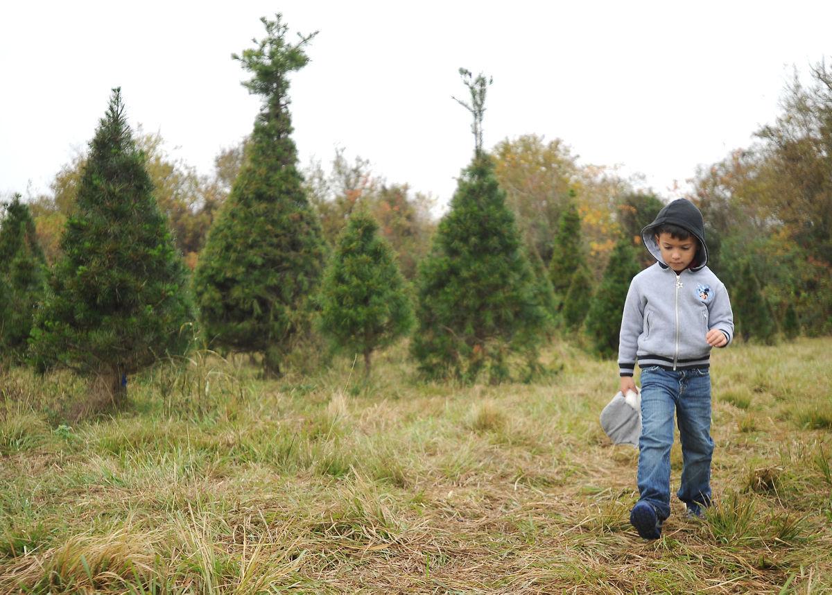 families flock to christmas tree farm to cut their very families flock to christmas tree farm to cut their very