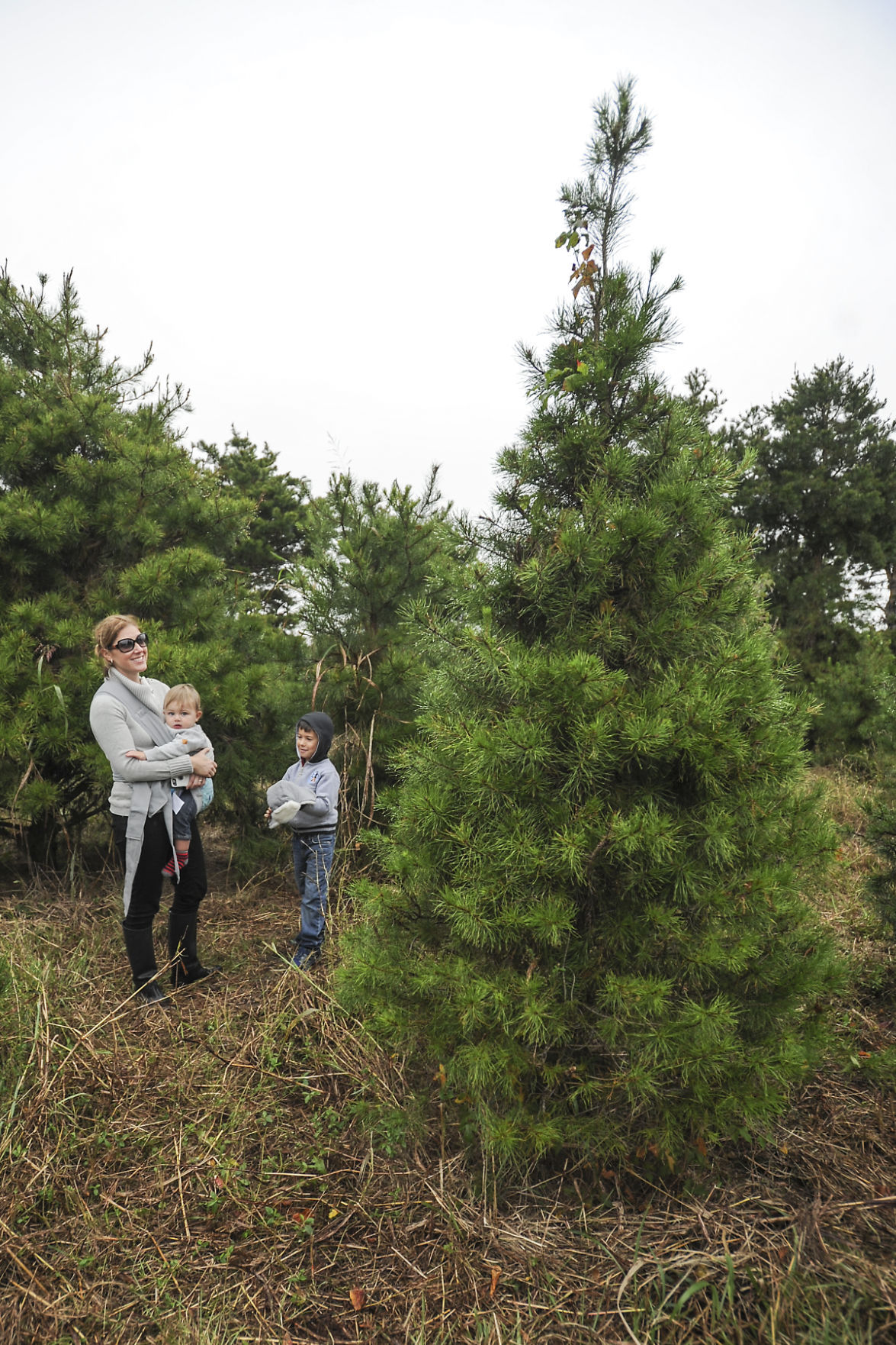 families flock to christmas tree farm to cut their very families flock to christmas tree farm to cut their very