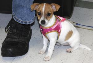 Humane society grand island nebraska carefirst job