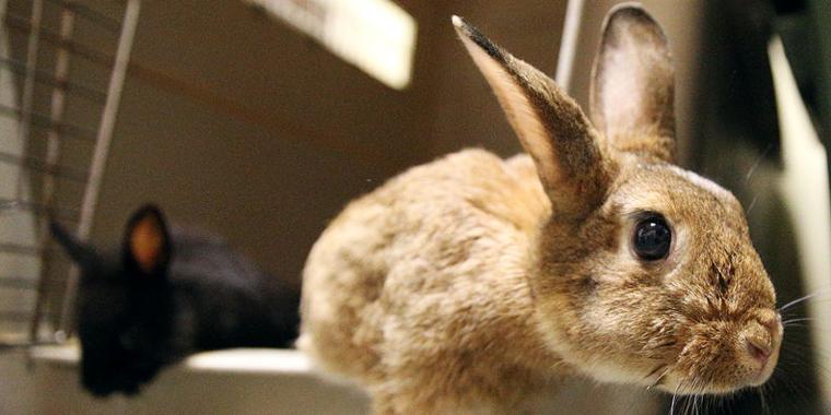 Rabbit Population Has Increased At Central Nebraska Humane
