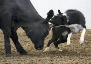 Stock Dogs Have To Be Strong The Grand Island