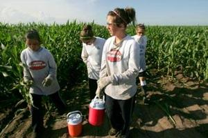 Detasseling Rewarding But Hard Work For Kids The Grand